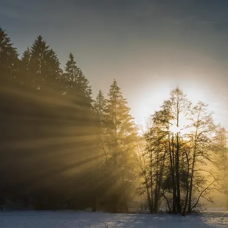 Baumzelt Im Winter Regen